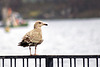 Juvenile Herring Gull