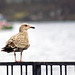 Juvenile Herring Gull