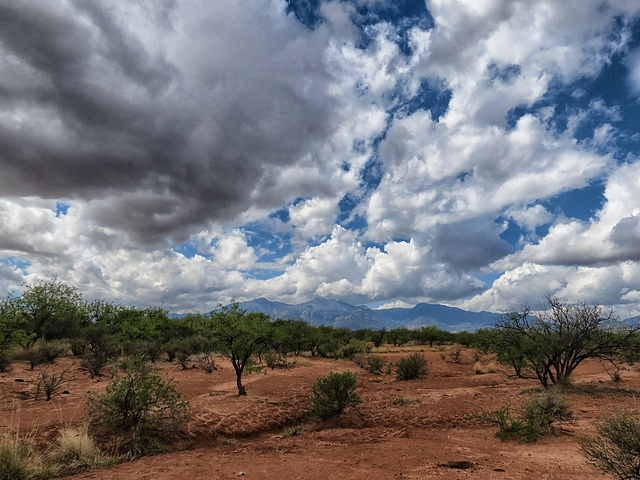 Cow Pie Skies