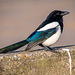 A magpie at Green Lane