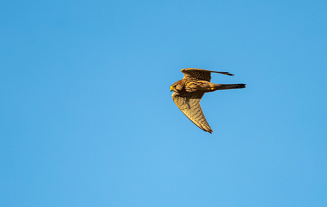 Kestrel