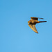 Kestrel