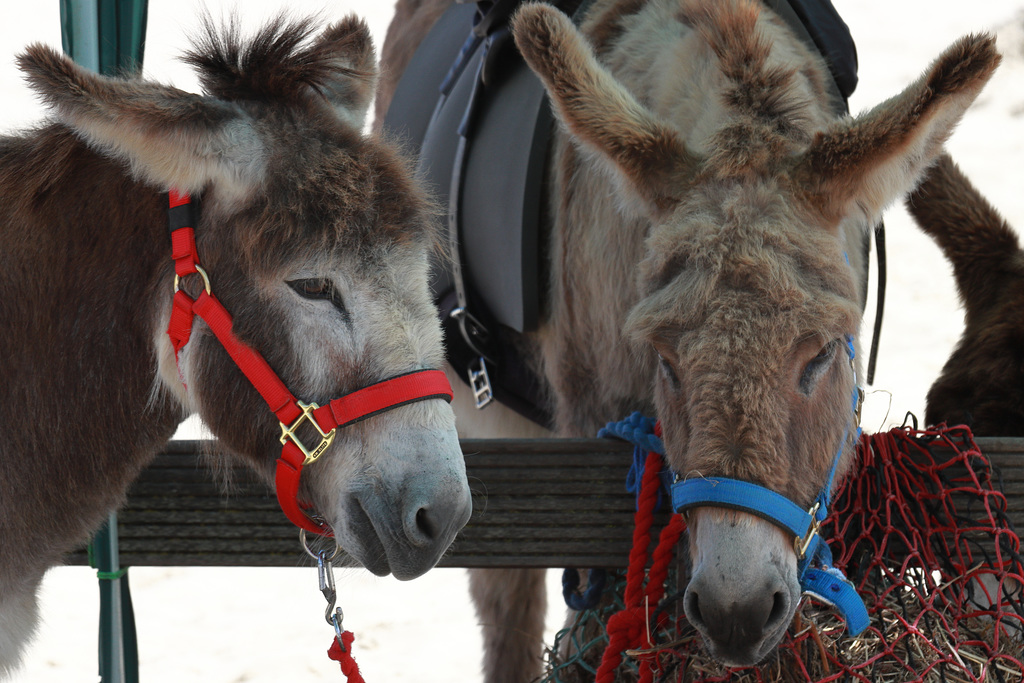 EOS 90D Peter Harriman 11 31 54 79931 donkeys dpp