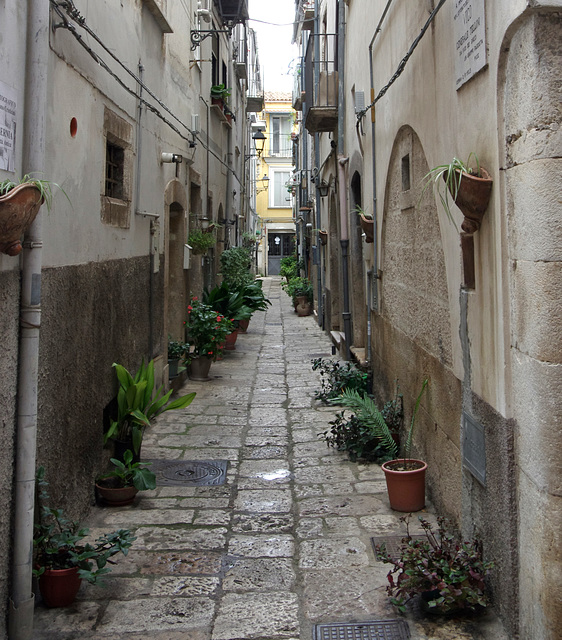 Alley with plants