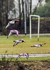 Oystercatchers