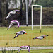 Oystercatchers