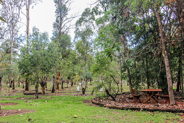 Eucalypts for the Koalas