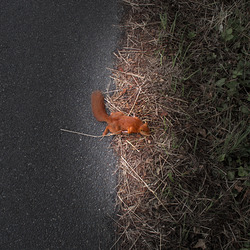 Tot am Strassenrand Tot am Strassenrand