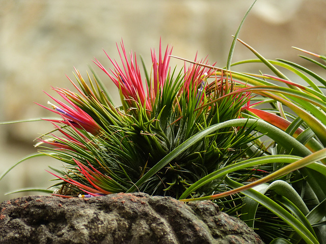 Tropical - cultivar of Tillandsia ionantha?