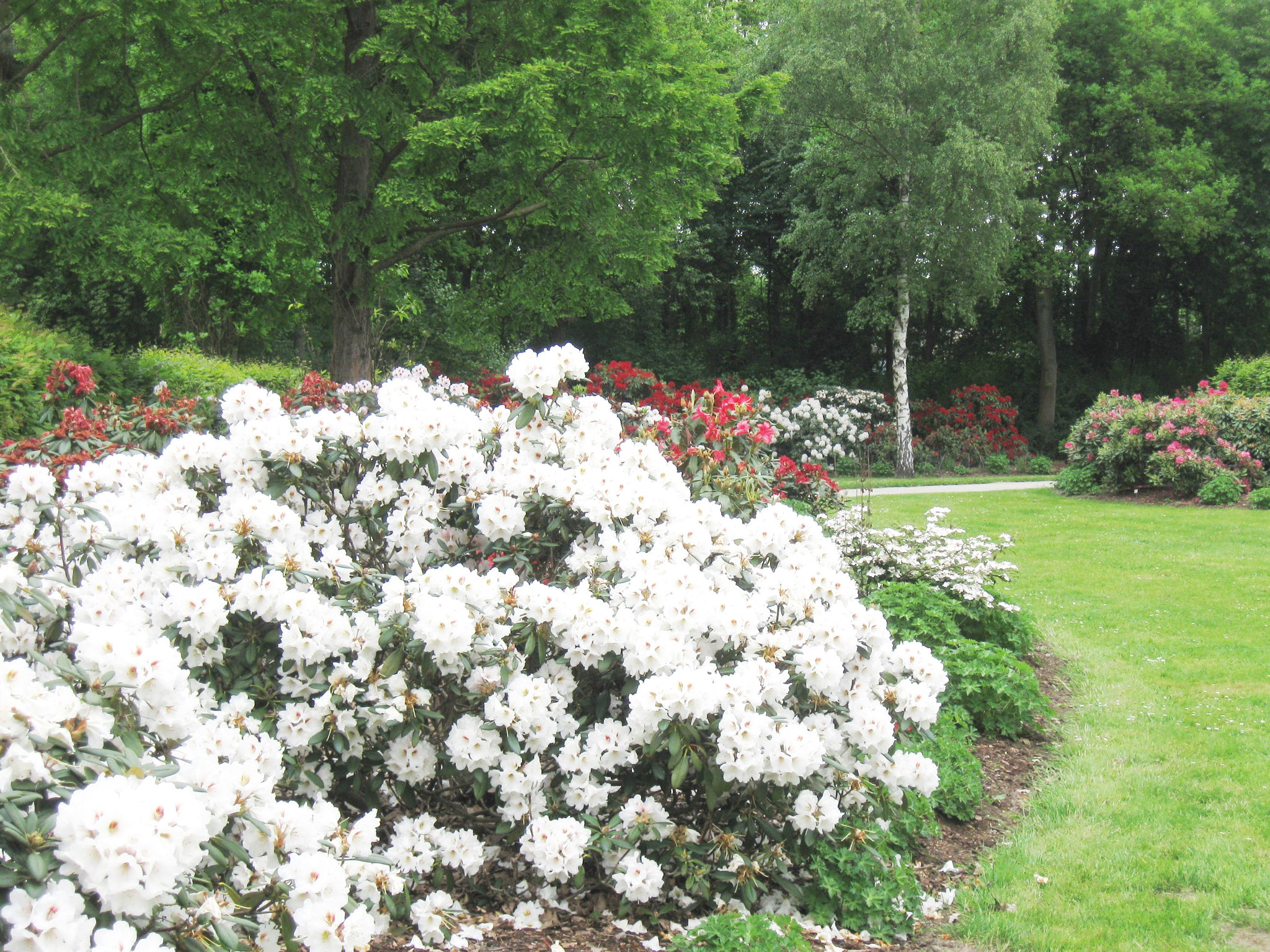 Rhododendren Rot-Weiss