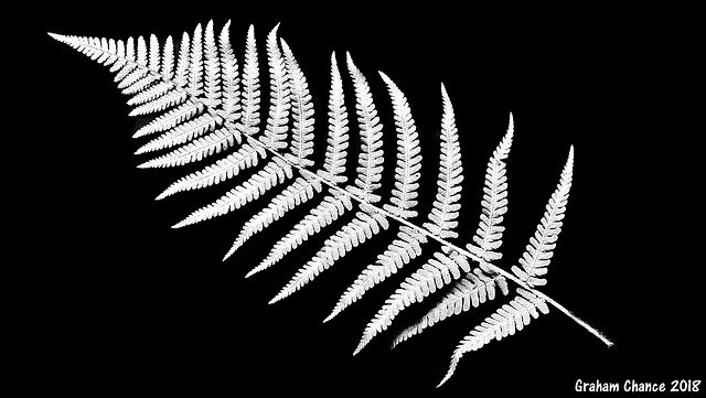 Fern leaf