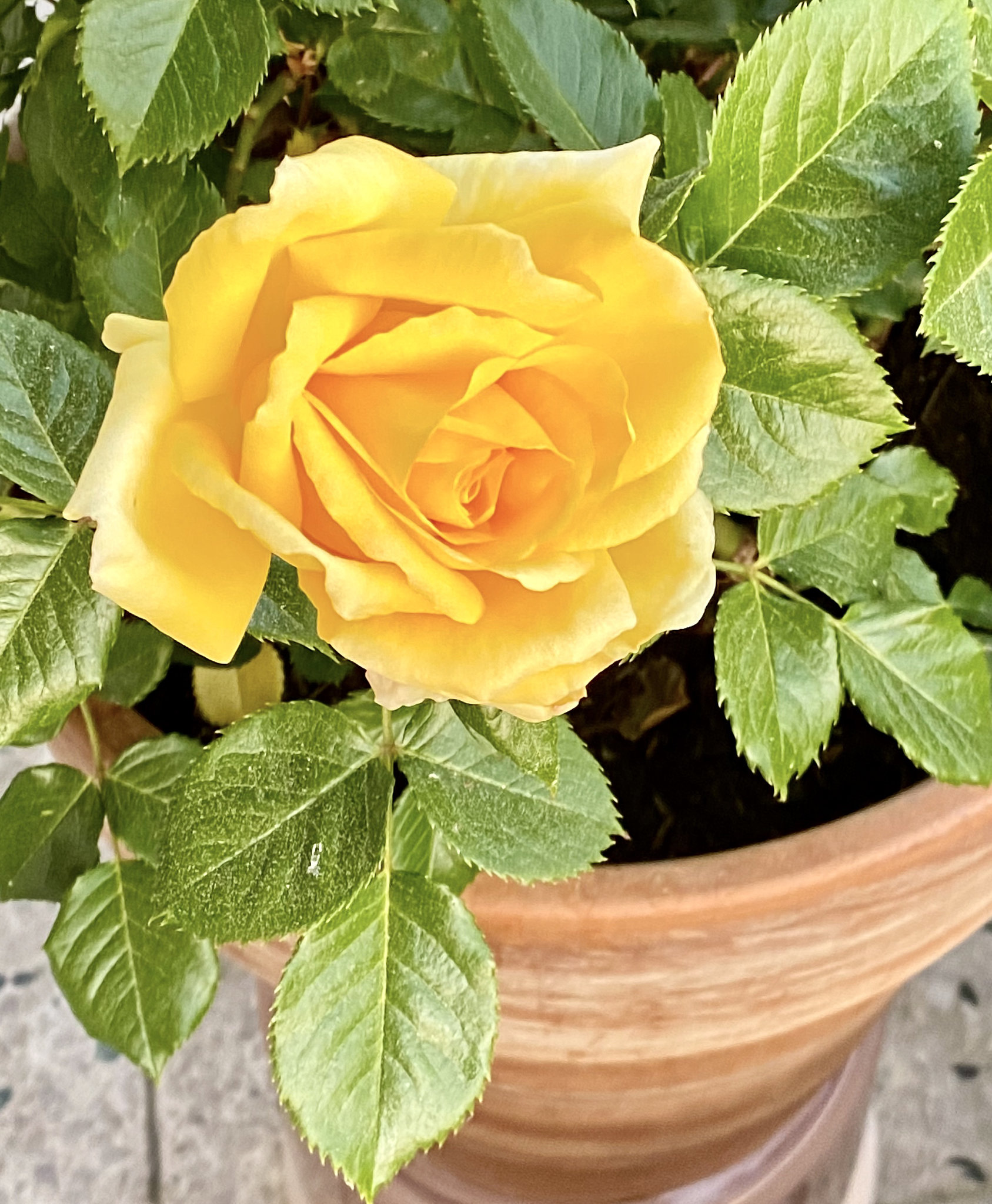 Die erste Balkonrose in diesem Frühjahr