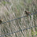 Meadow Pipits