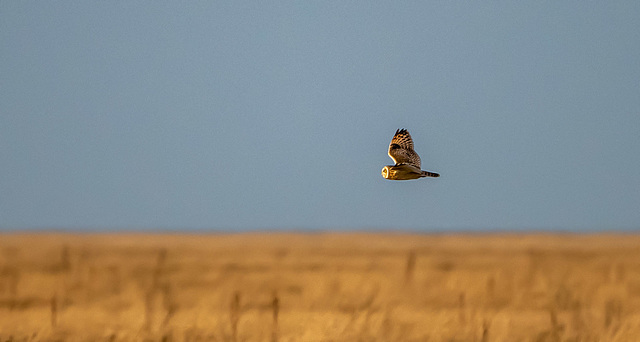 Short eared owl