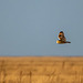 Short eared owl