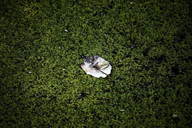 20230814_benneckenstein moserteich