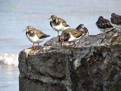 Turnstones on a wall