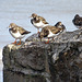 Turnstones on a wall