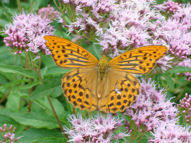Schmetterling