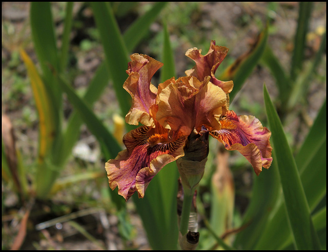 Iris Crimson Tiger