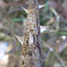 Spiked, Dried and Thorny