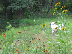 Dogs & egrets 2