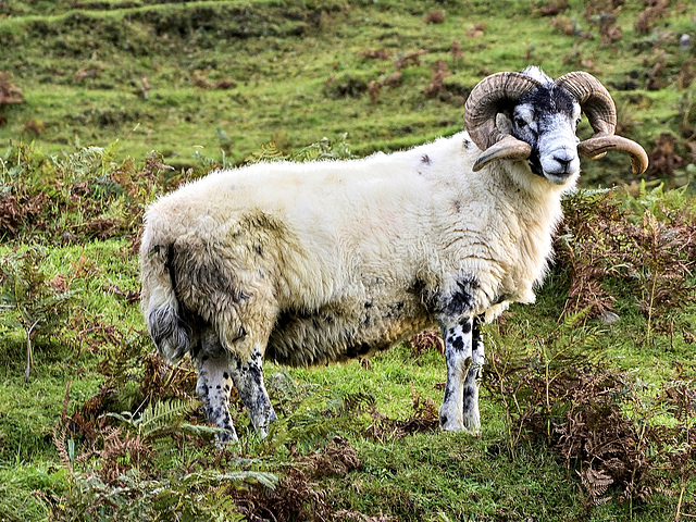 Monarch of the Croft