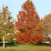 Couleurs d'automne en 2015 Couleurs d'automne en 2015