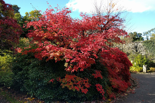 Autumn Colours In The Walled Garden