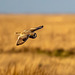 Short eared owl