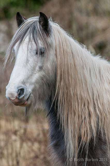 Windswept!