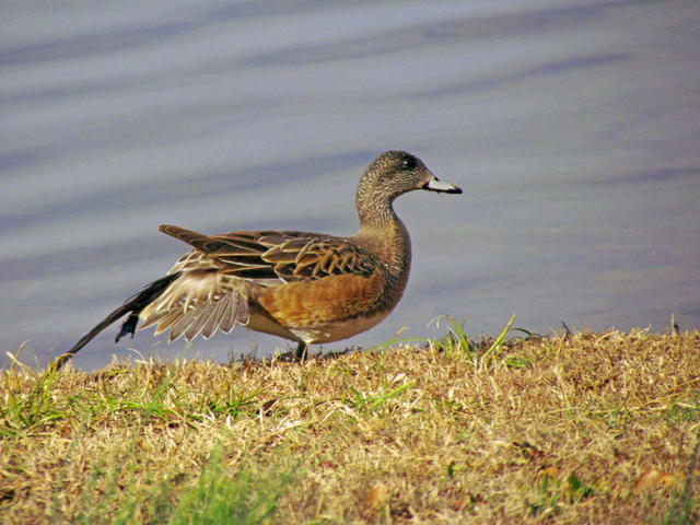 American Widgeon (Female)