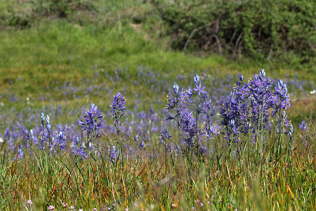 Common Camas