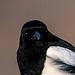 Magpie close up 2