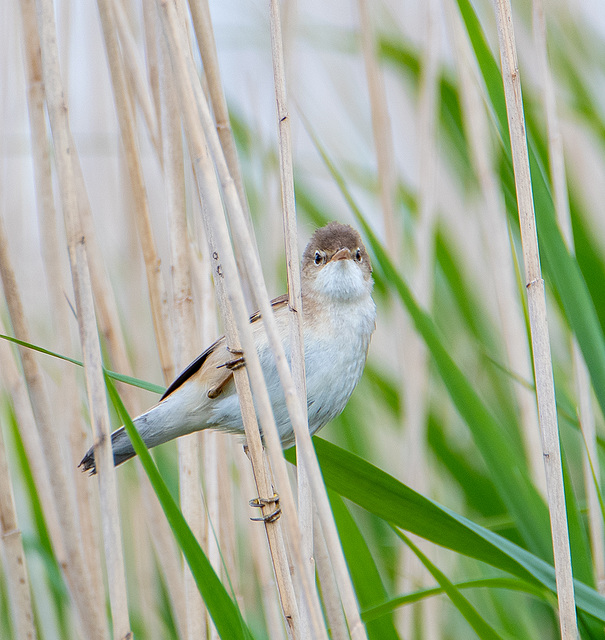 Reed warbler