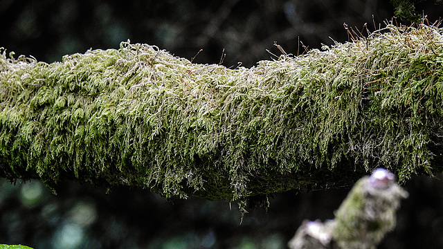 20190610 4940CPw [R~GB] Zypressen-Schlafmoos (Hypnum cupressiforme), Wales