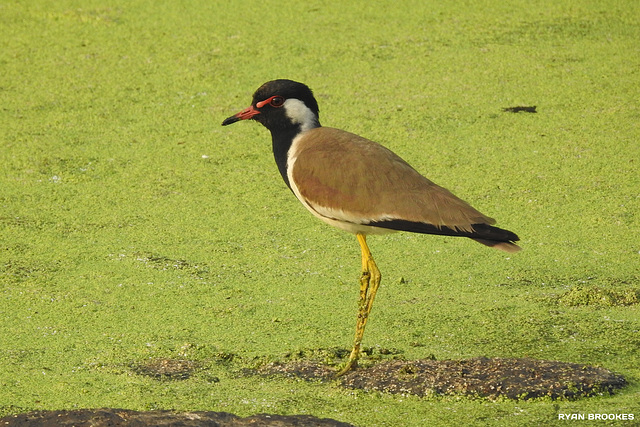 20190328-1850 Red-wattled lapwing