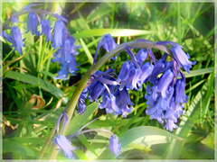 Promenade 14 Avril : Jacinthe sauvage ou muguet bleu