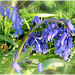 Promenade 14 Avril : Jacinthe sauvage ou muguet bleu