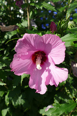 Au coeur de l'hibiscus !
