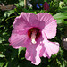 Au coeur de l'hibiscus !