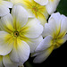 Primula