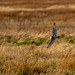 Short eared owl