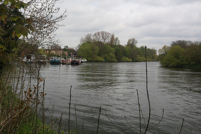 The Thames Path - Teddington to Kew Bridge, north bank