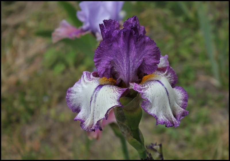 Iris Kreis Gwen (2)