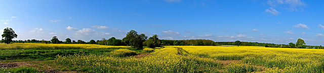 Fields near Brewood