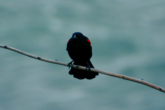 Canada 2016 – Niagara Falls – Red-winged Blackbird