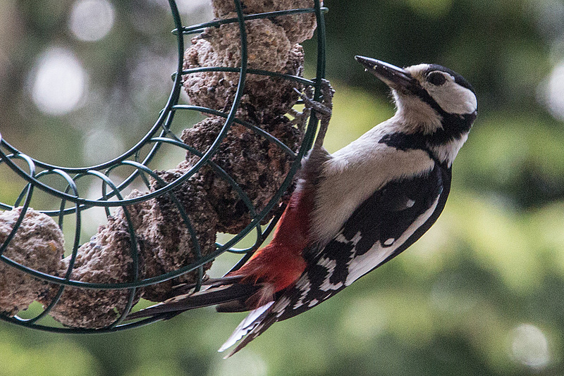 20160518 1699RVAw [D~LIP] Buntspecht (Dendrocopos major), Bad Salzuflen