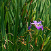 Solitary Iris, atop the cliff
