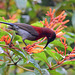 20170803-0662 Vigors's sunbird, male
